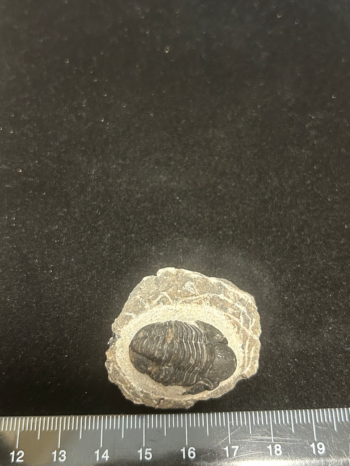 Proteus Trilobite