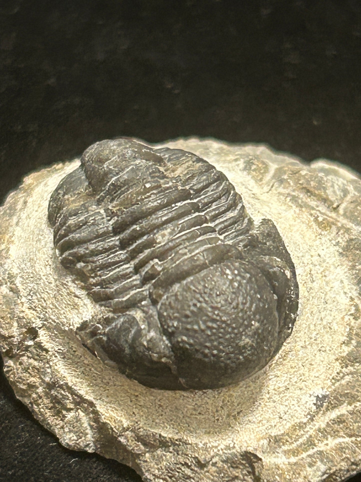 Proteus Trilobite