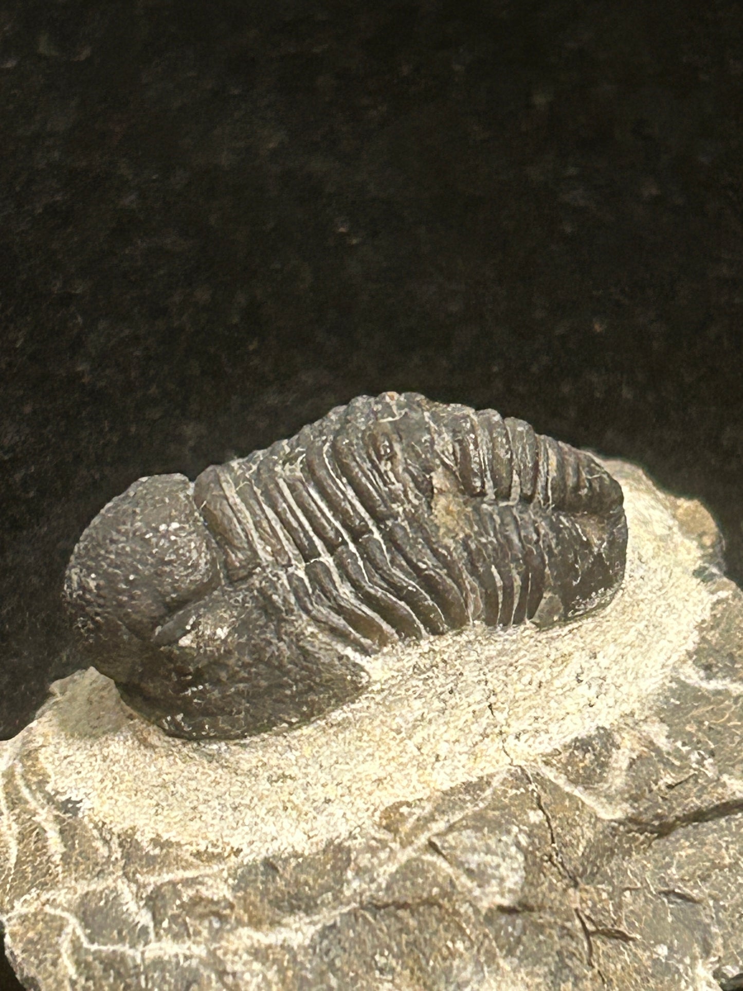 Proteus Trilobite