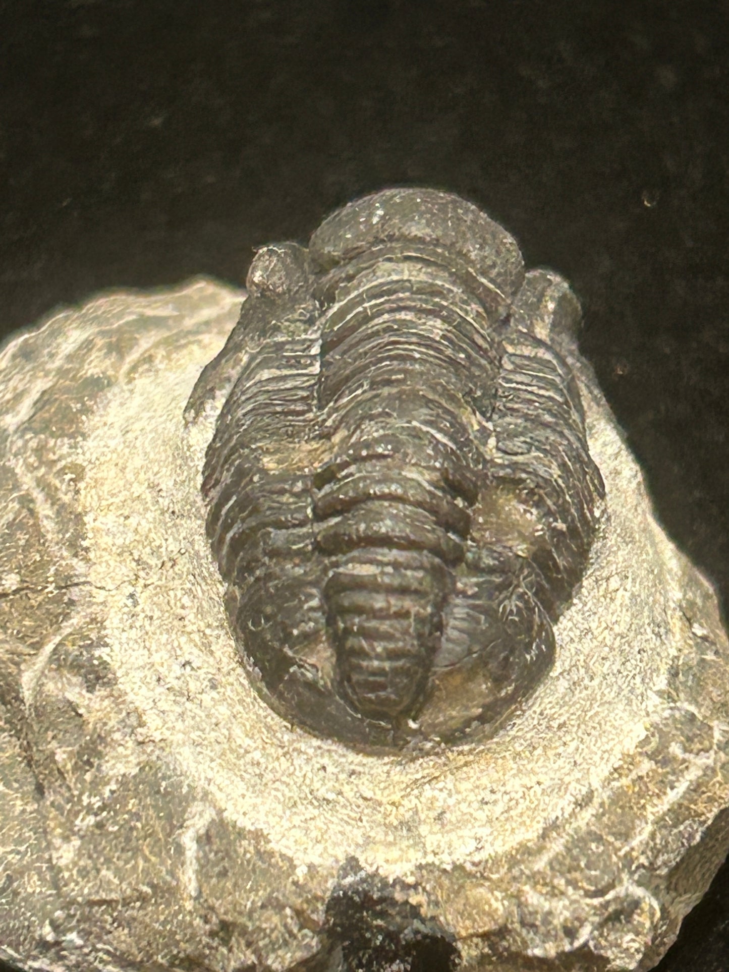 Proteus Trilobite