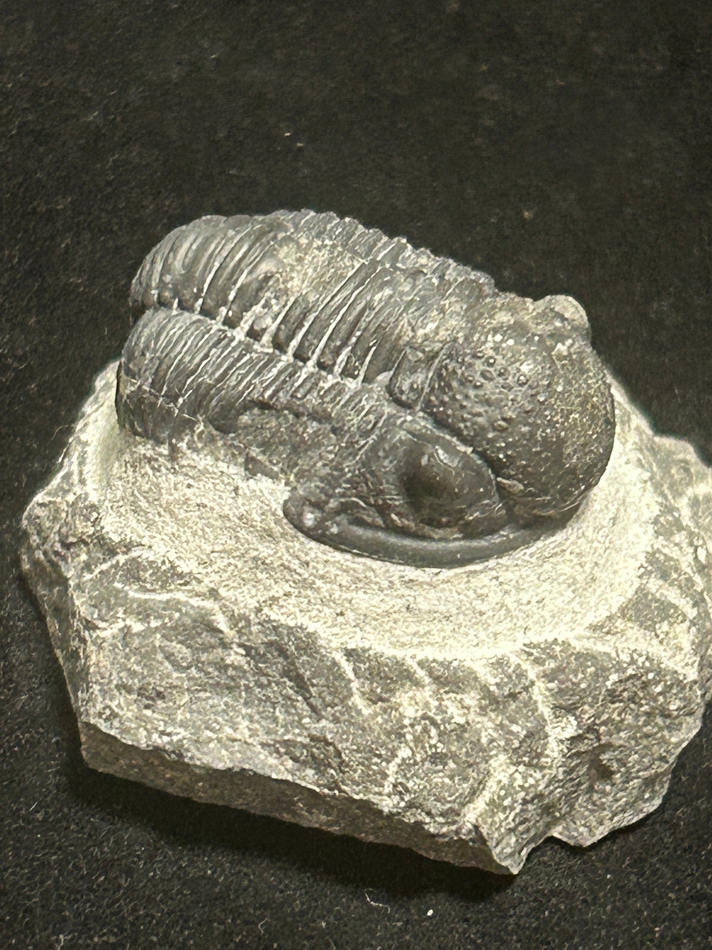 Proteus Trilobite