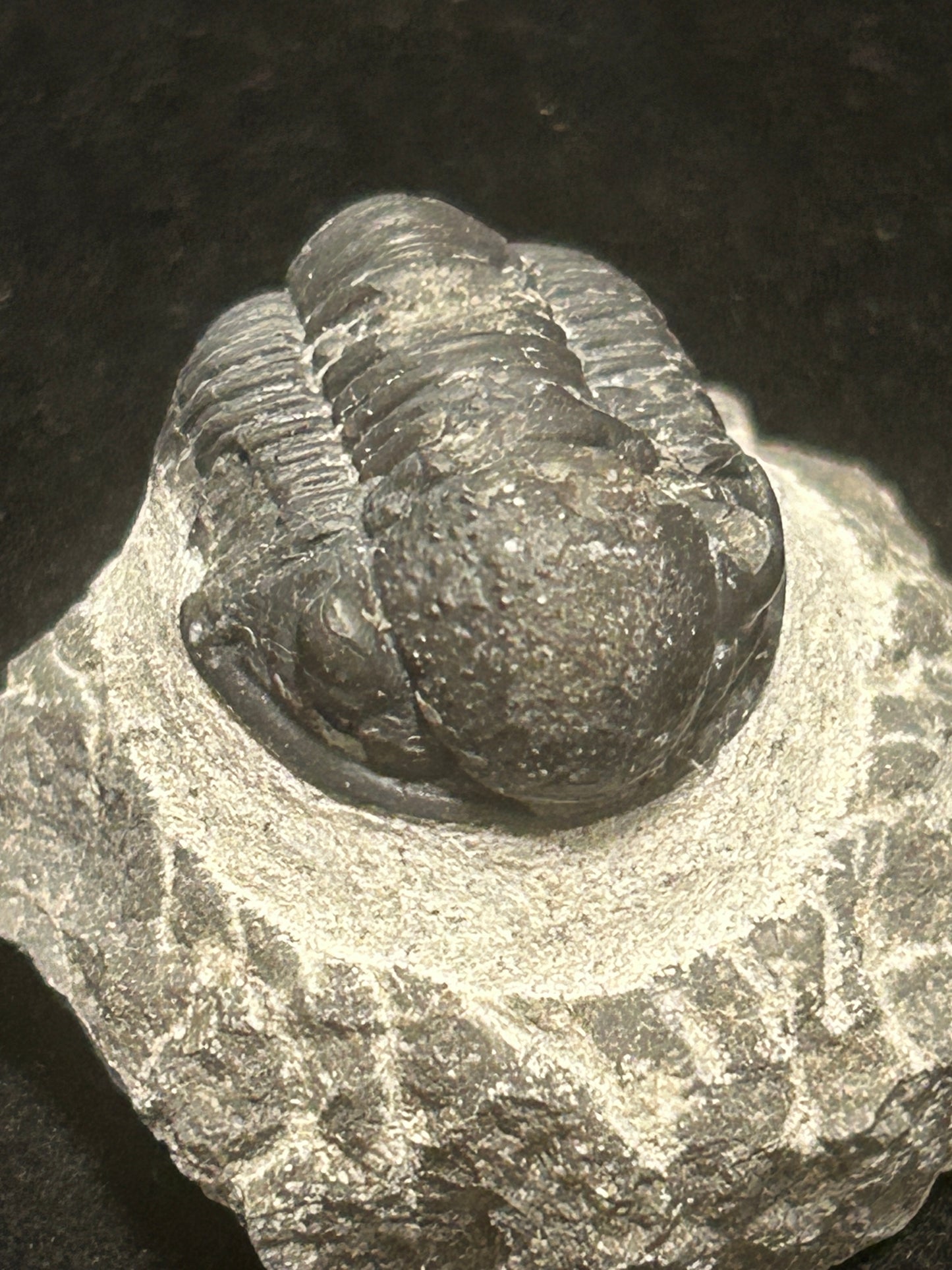 Proteus Trilobite