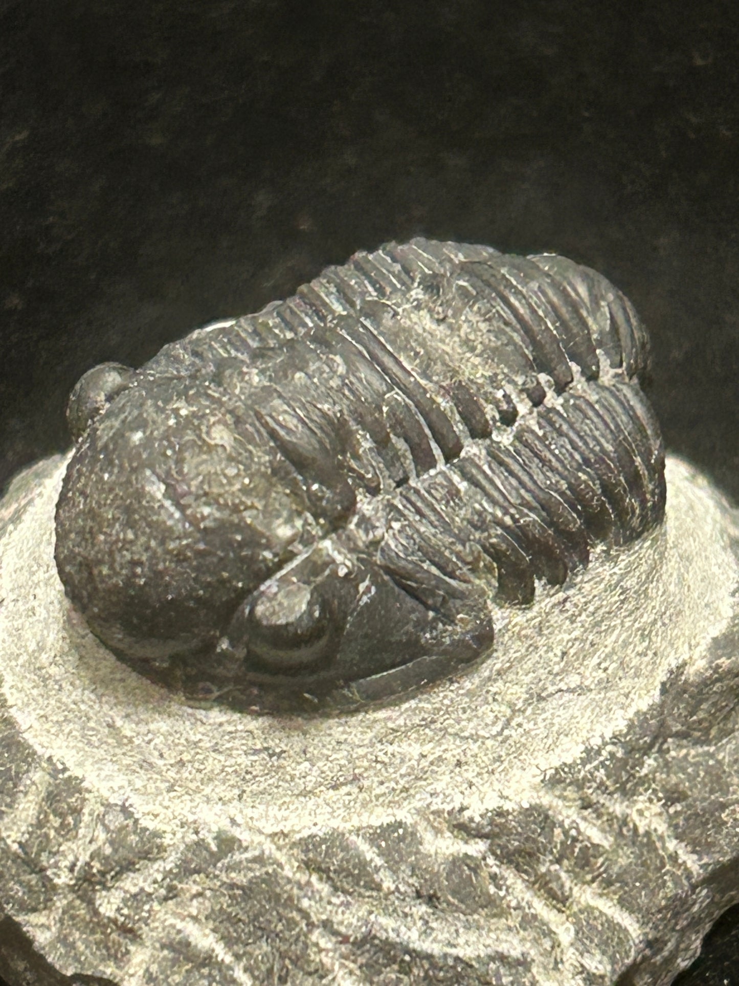 Proteus Trilobite