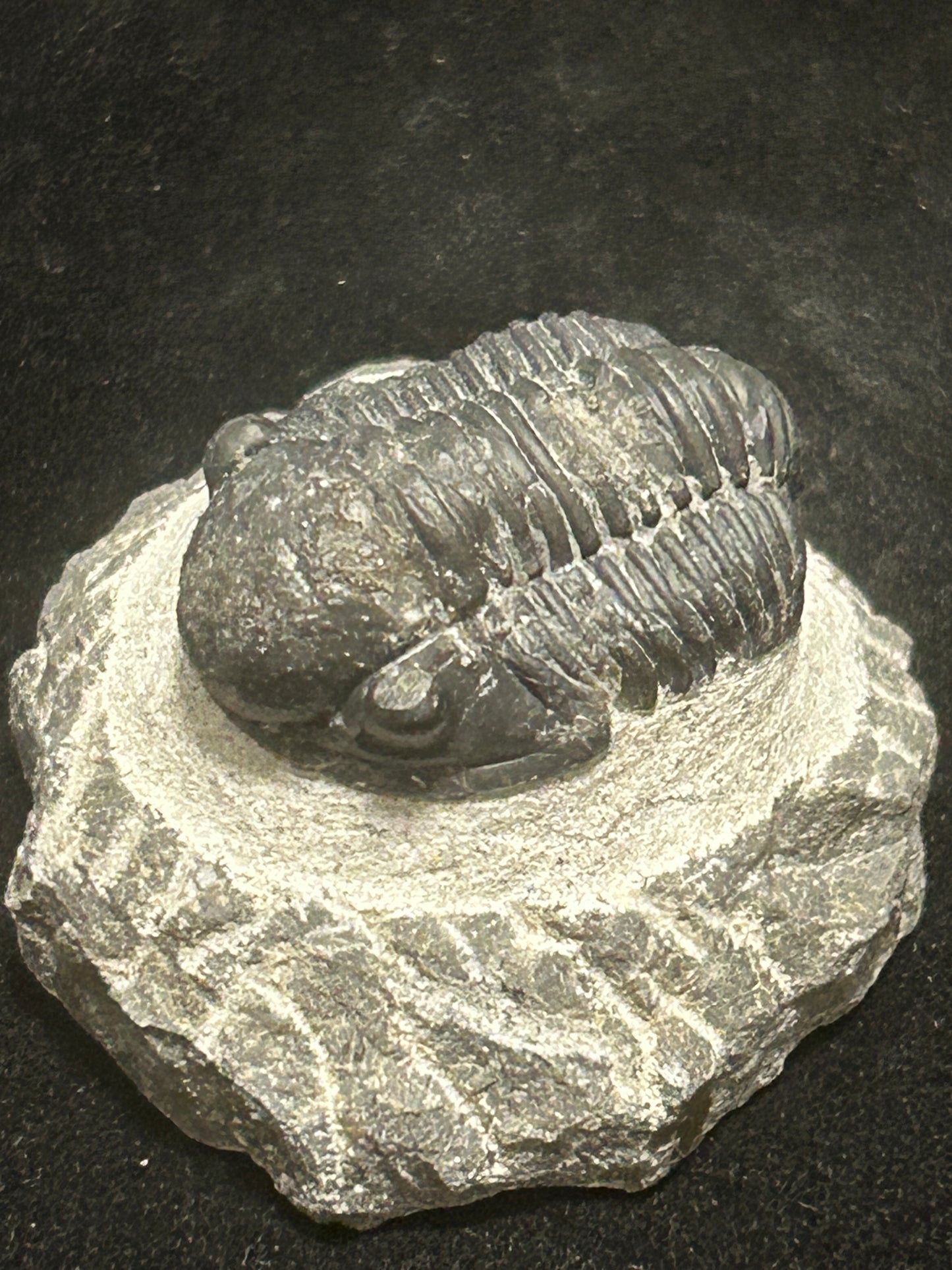 Proteus Trilobite