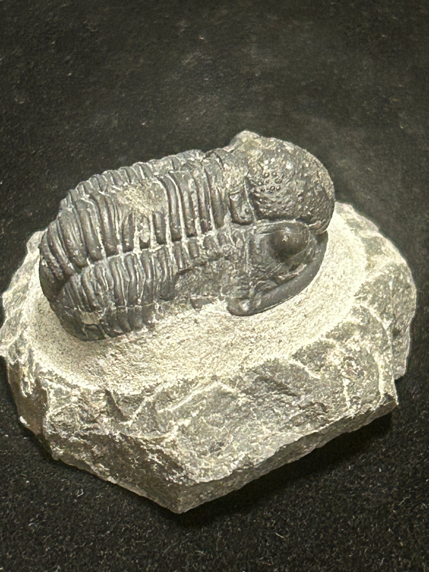 Proteus Trilobite