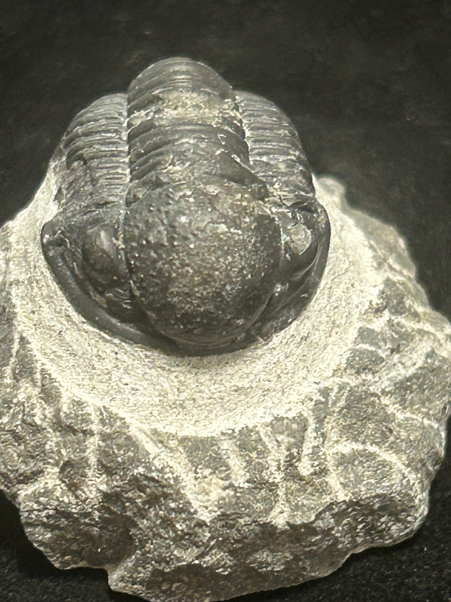Proteus Trilobite