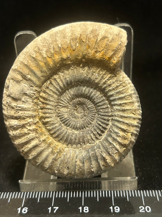 Dactilioceras Fossil Ammonite