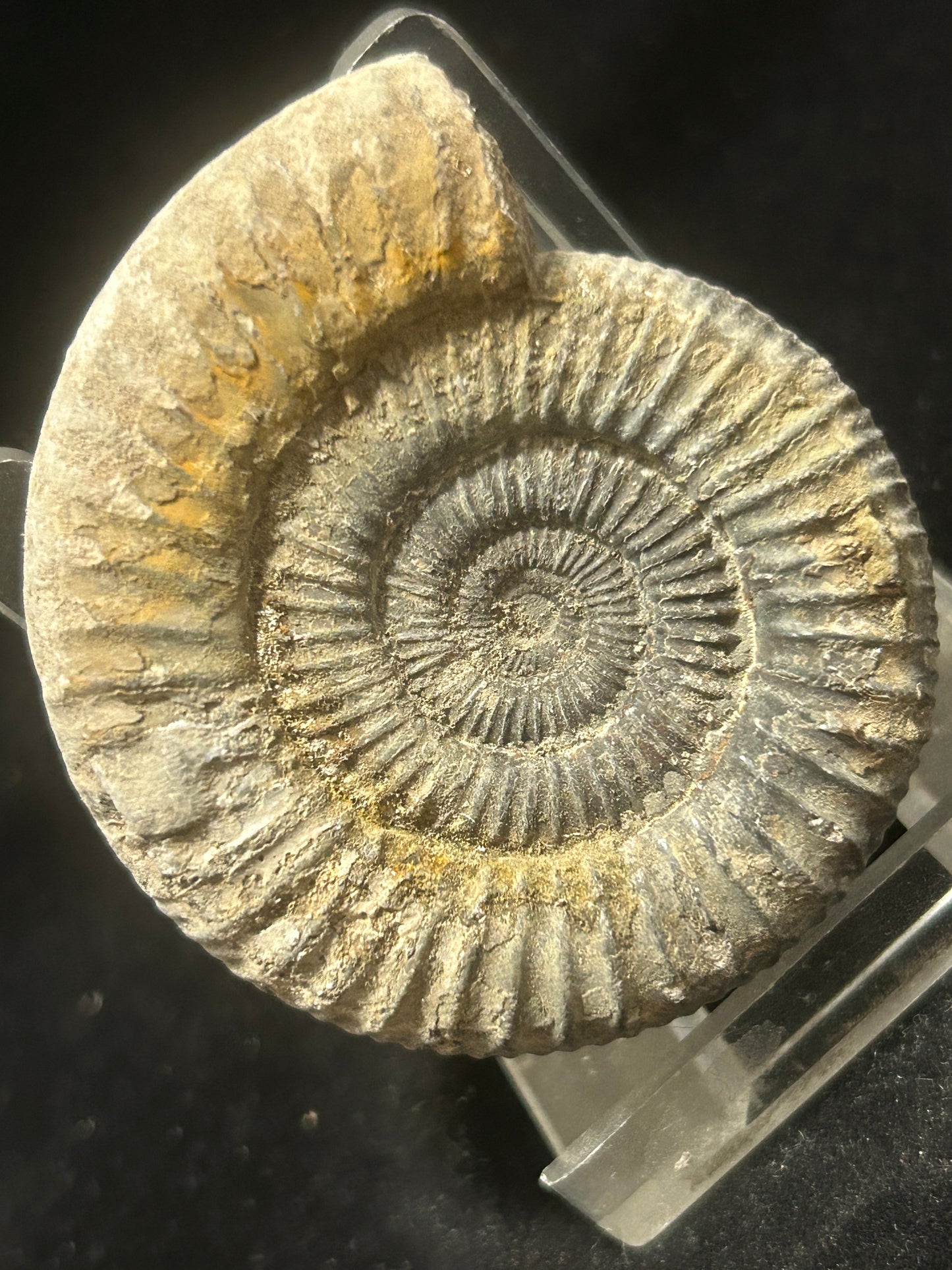 Dactilioceras Fossil Ammonite