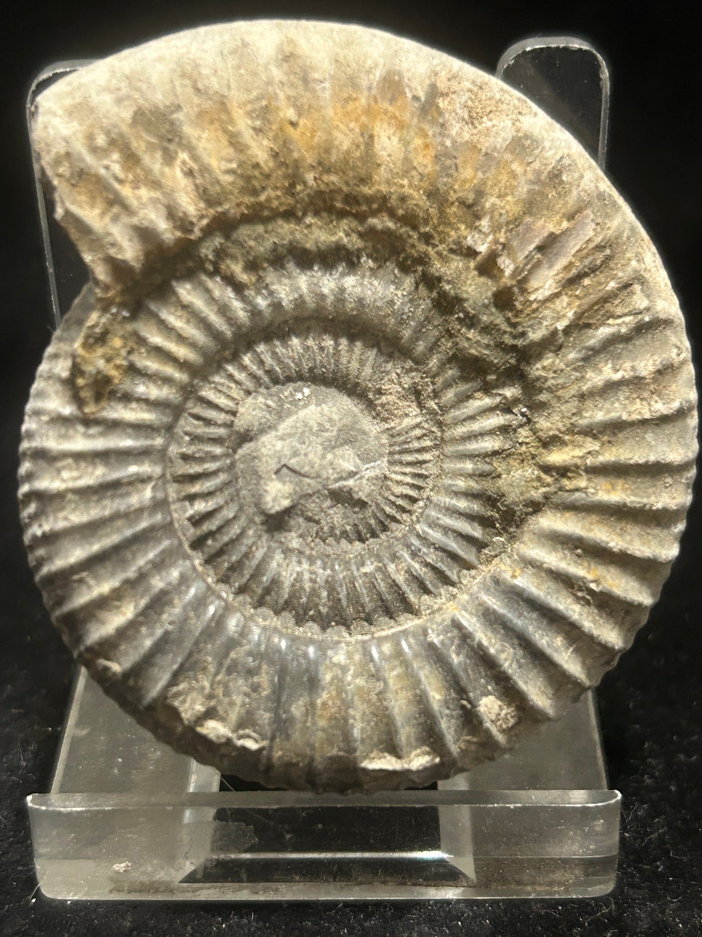Dactilioceras Fossil Ammonite