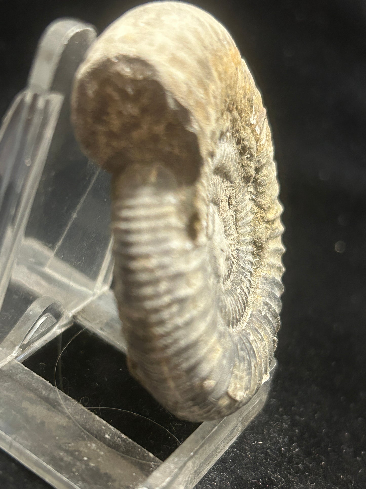 Dactilioceras Fossil Ammonite
