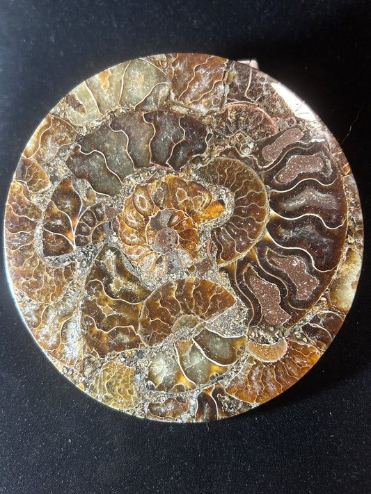 Ammonite Coasters