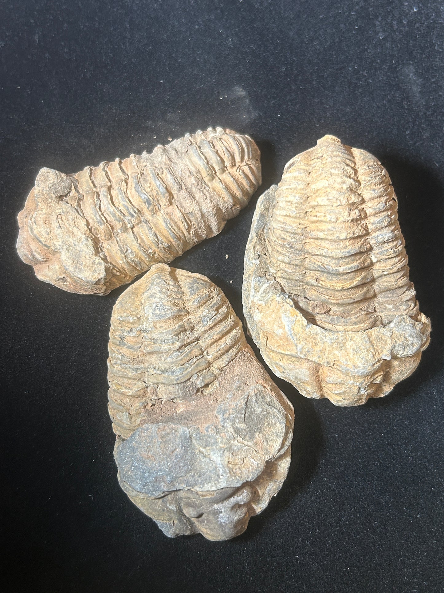 Trilobite