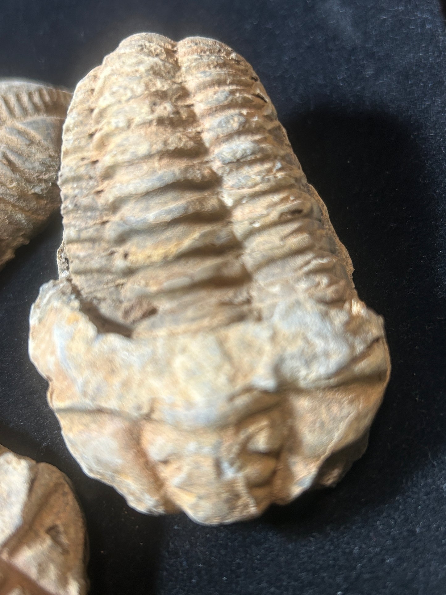 Trilobite