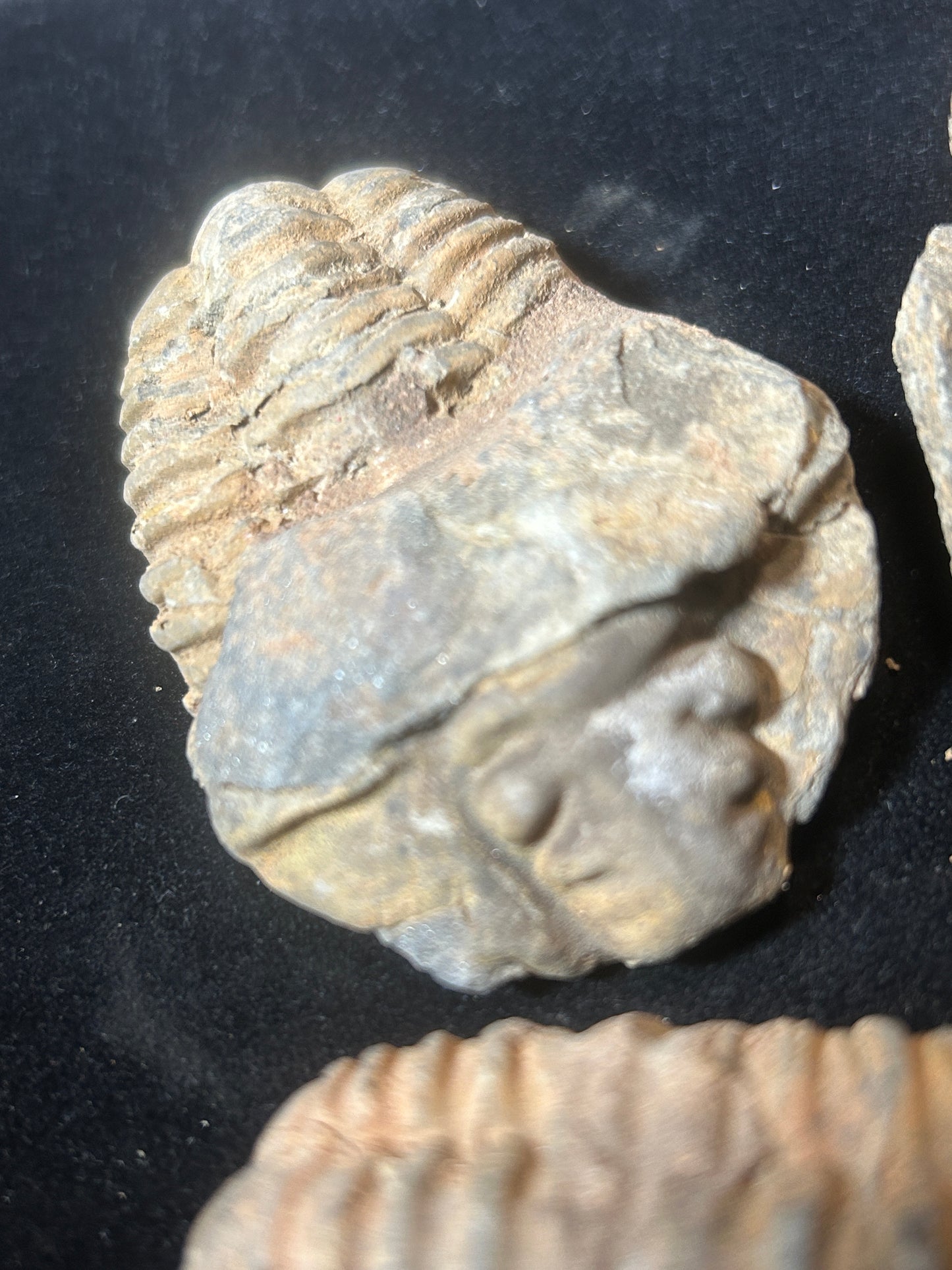Trilobite