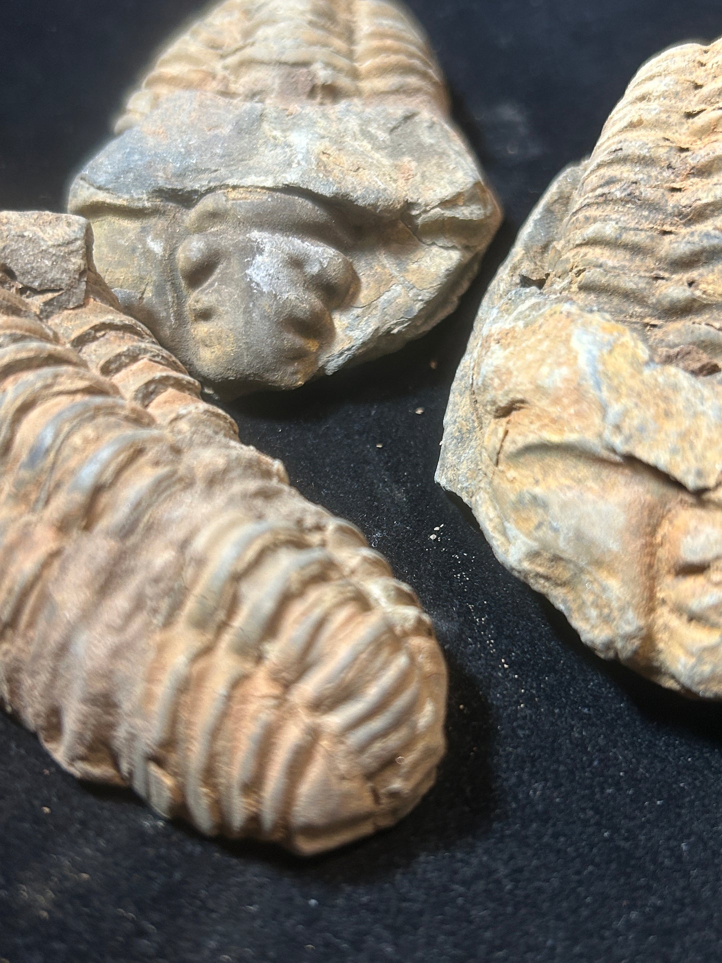 Trilobite