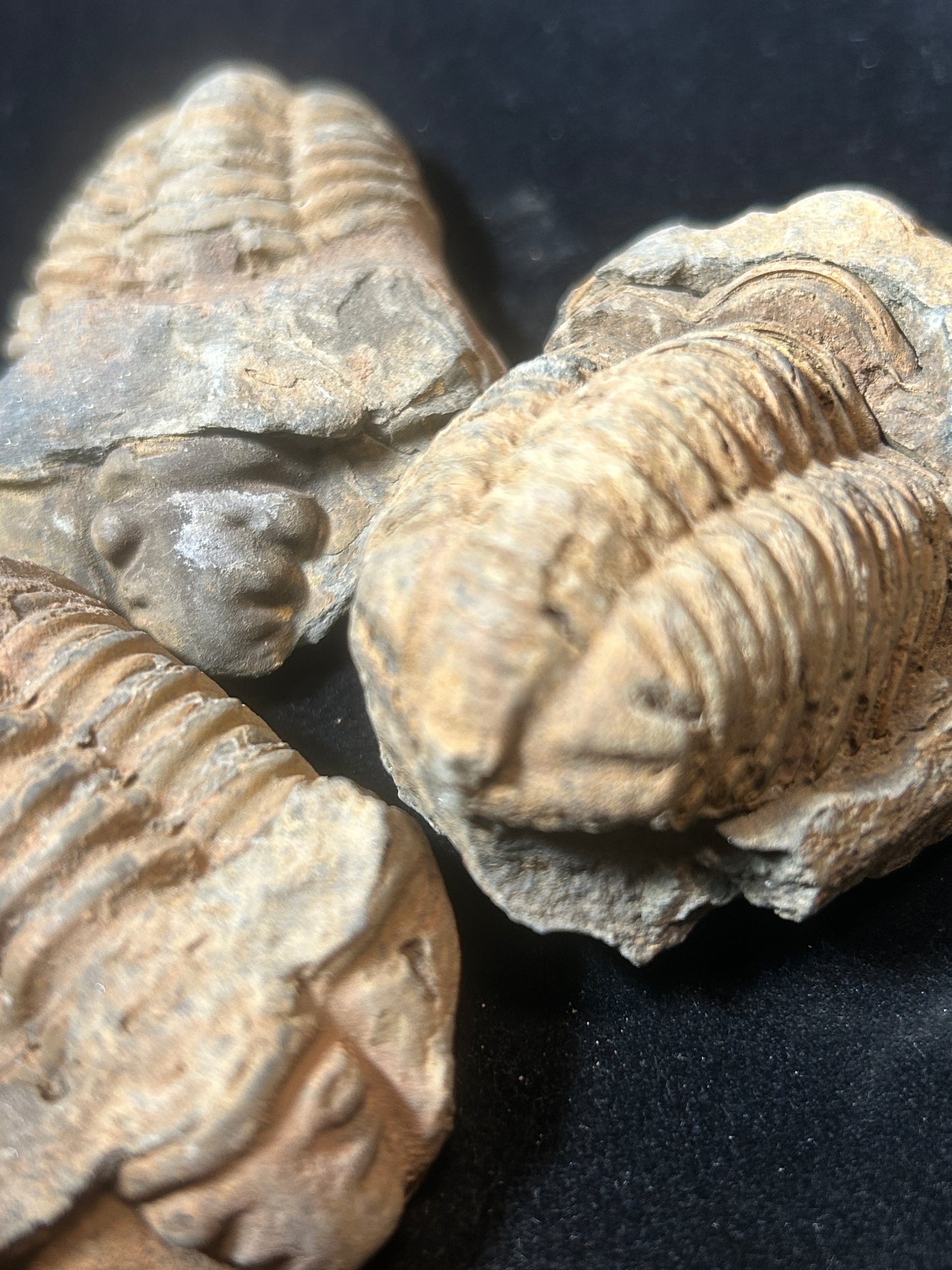 Trilobite