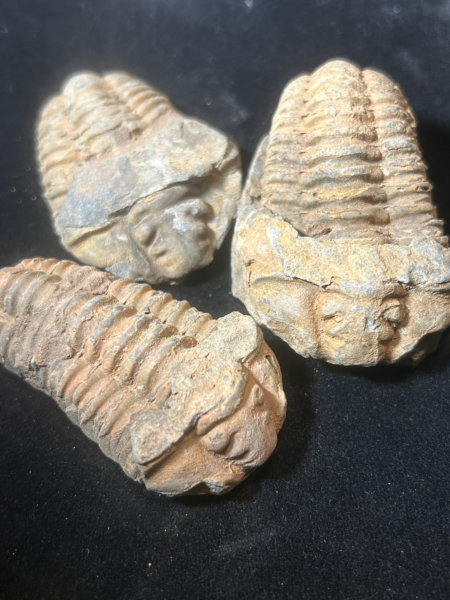 Trilobite