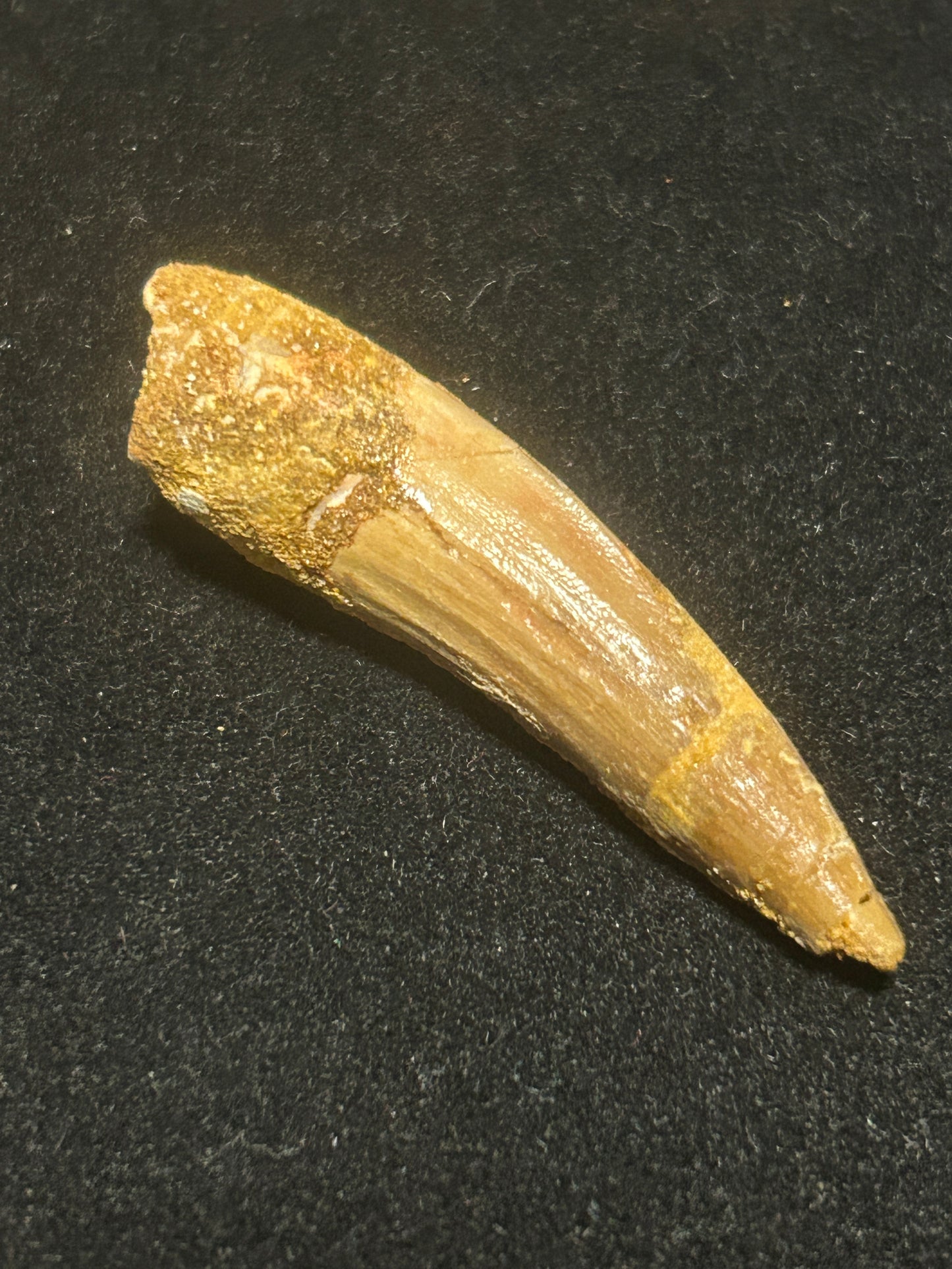 Spinosaurus Teeth