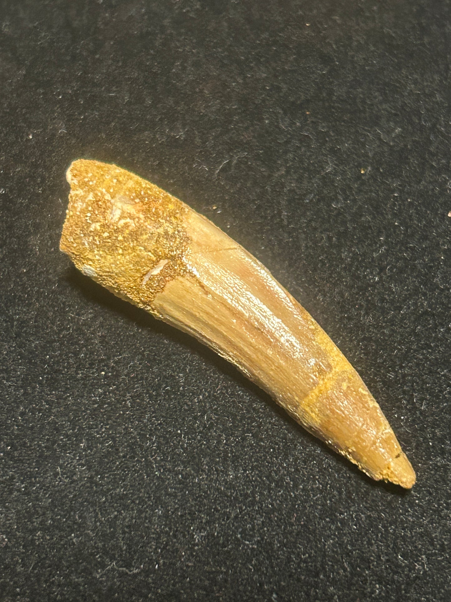 Spinosaurus Teeth