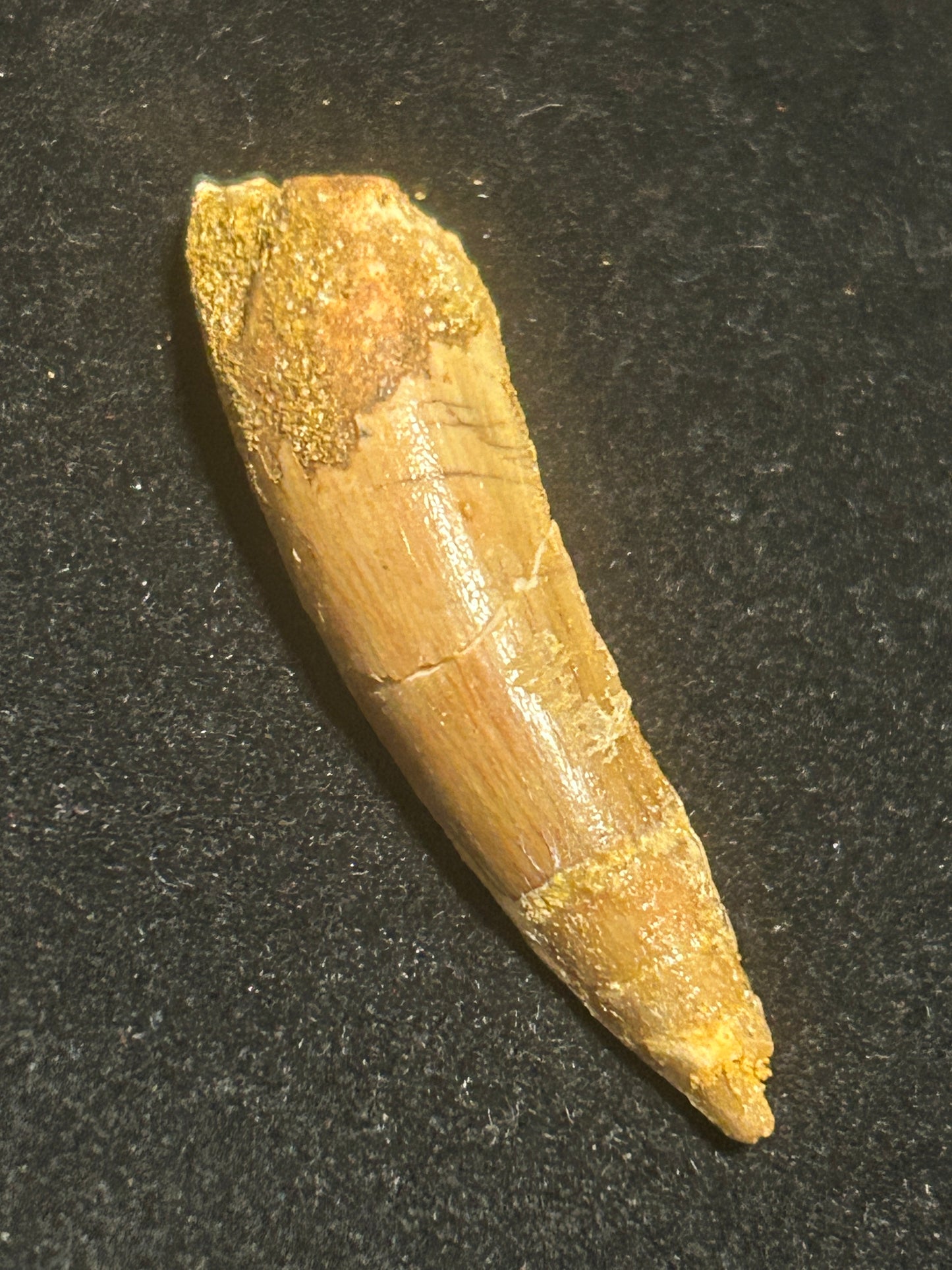 Spinosaurus Teeth
