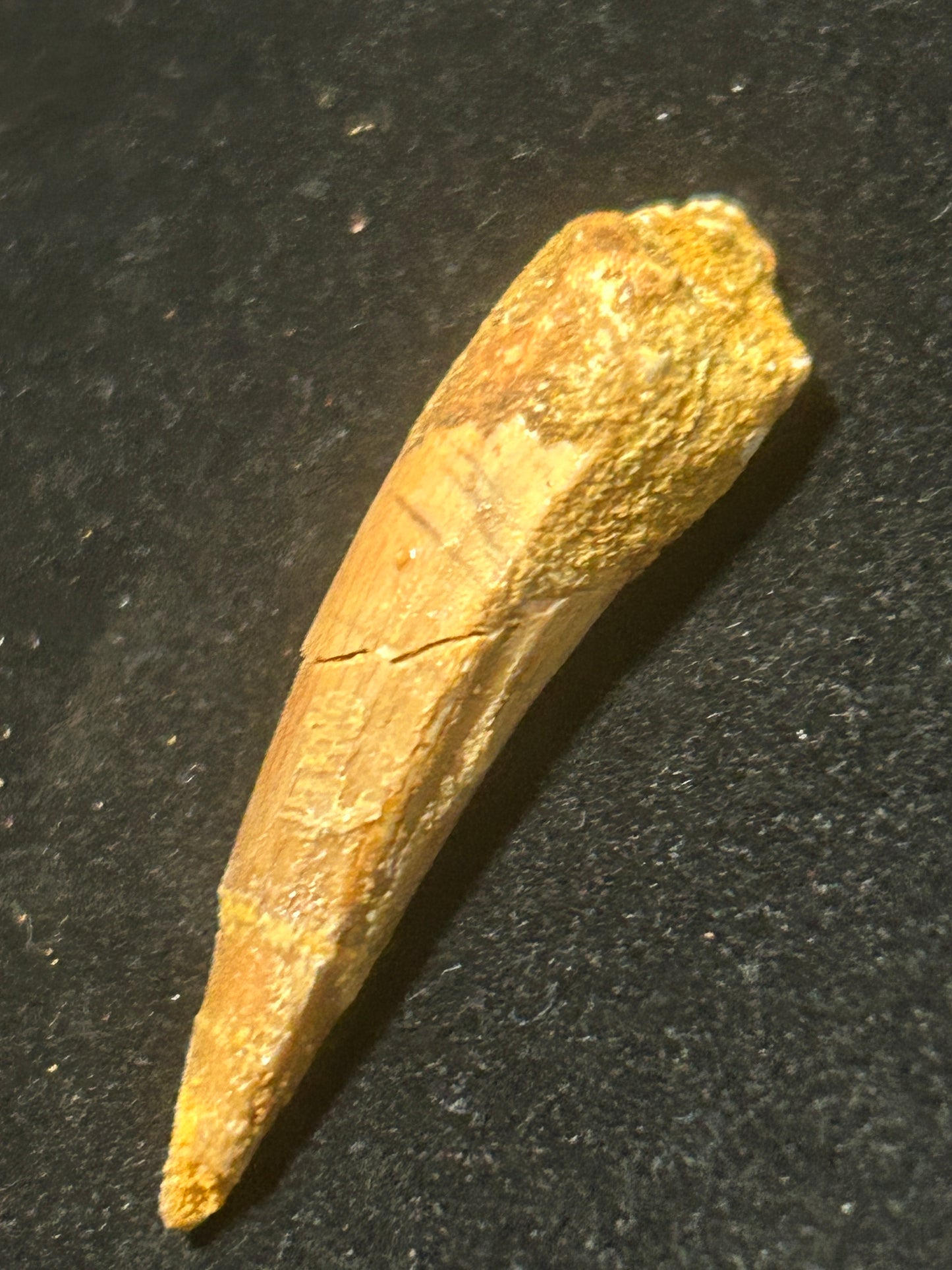 Spinosaurus Teeth