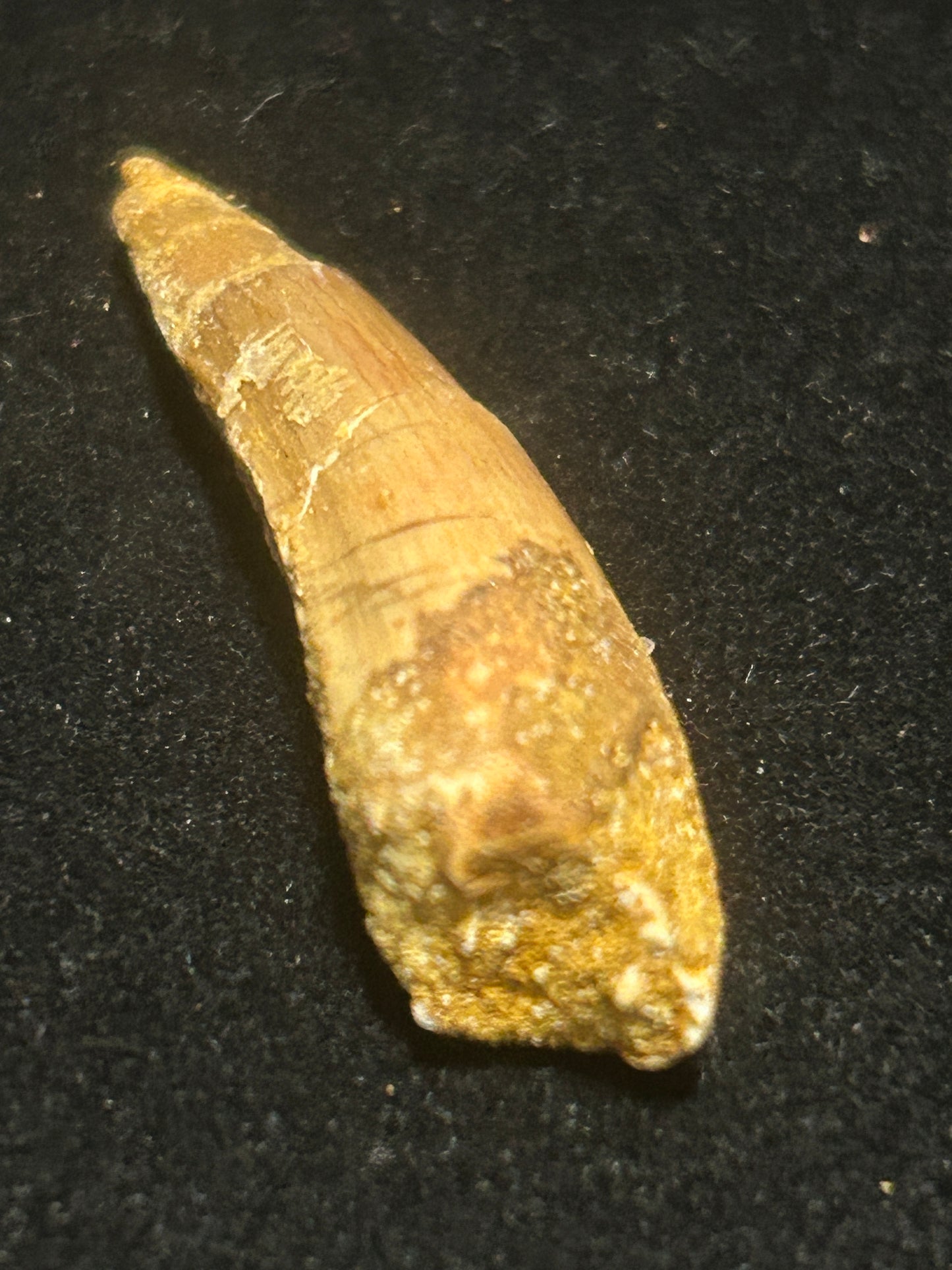 Spinosaurus Teeth