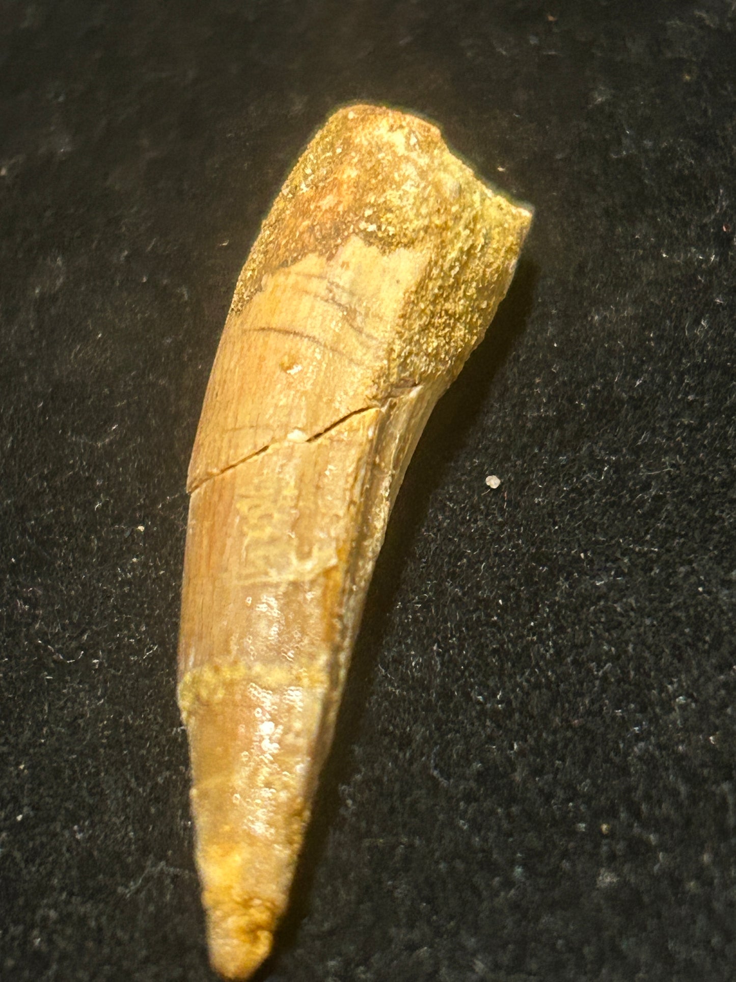 Spinosaurus Teeth