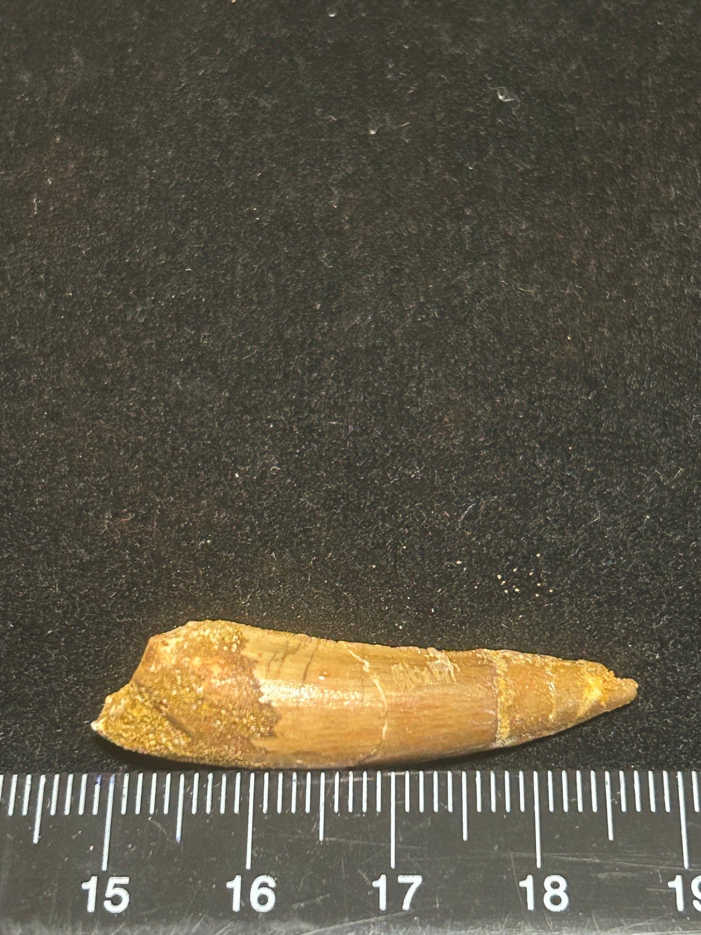 Spinosaurus Teeth