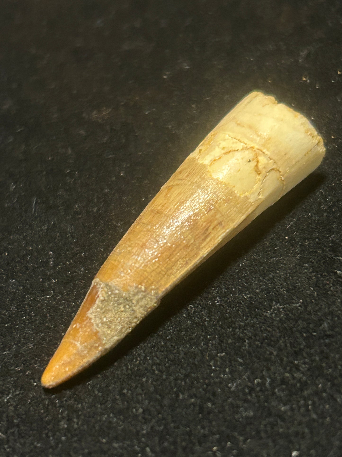 Spinosaurus Teeth