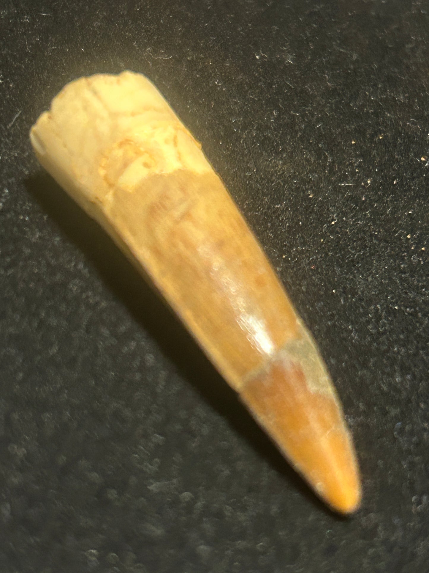 Spinosaurus Teeth