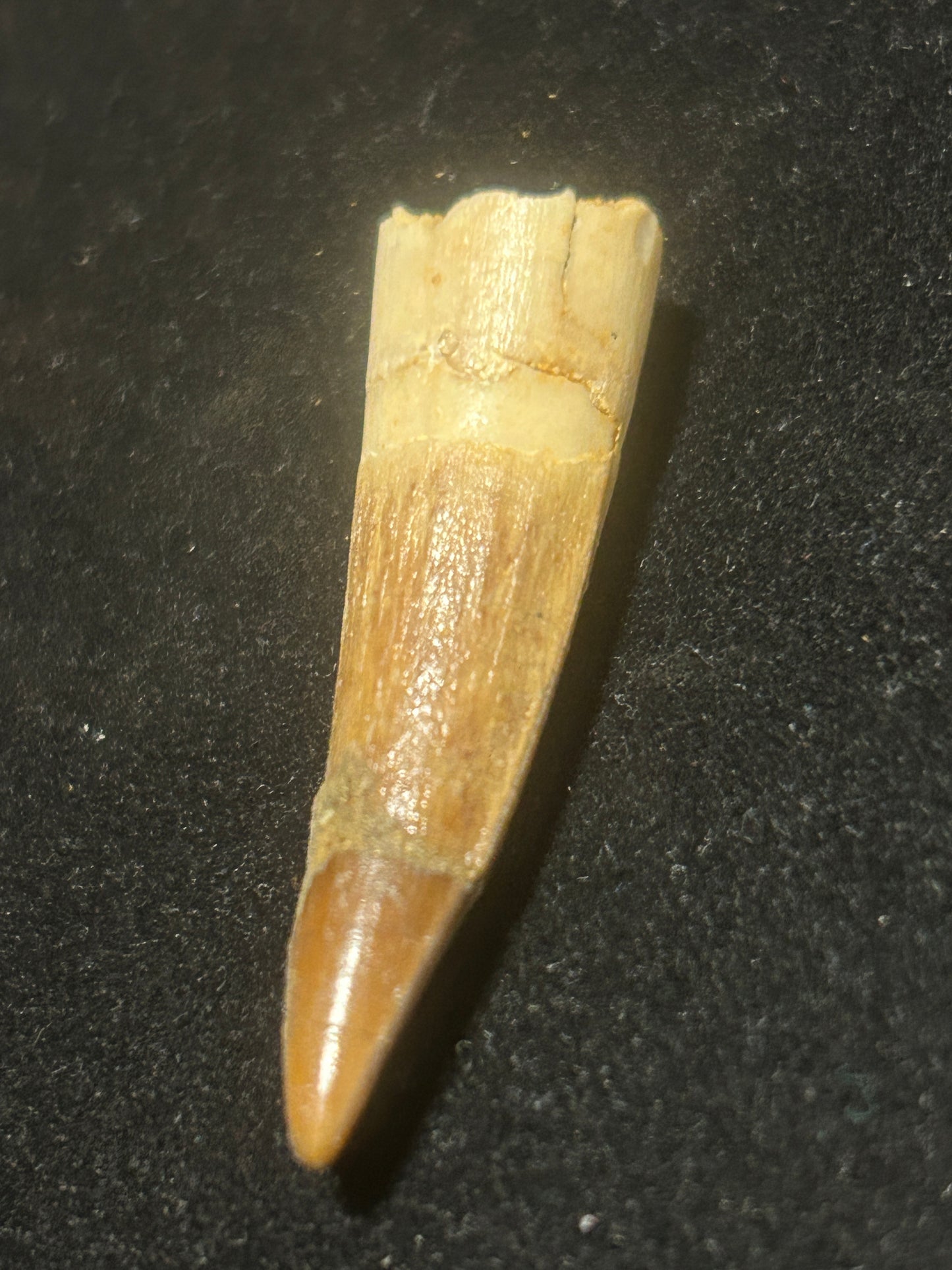 Spinosaurus Teeth
