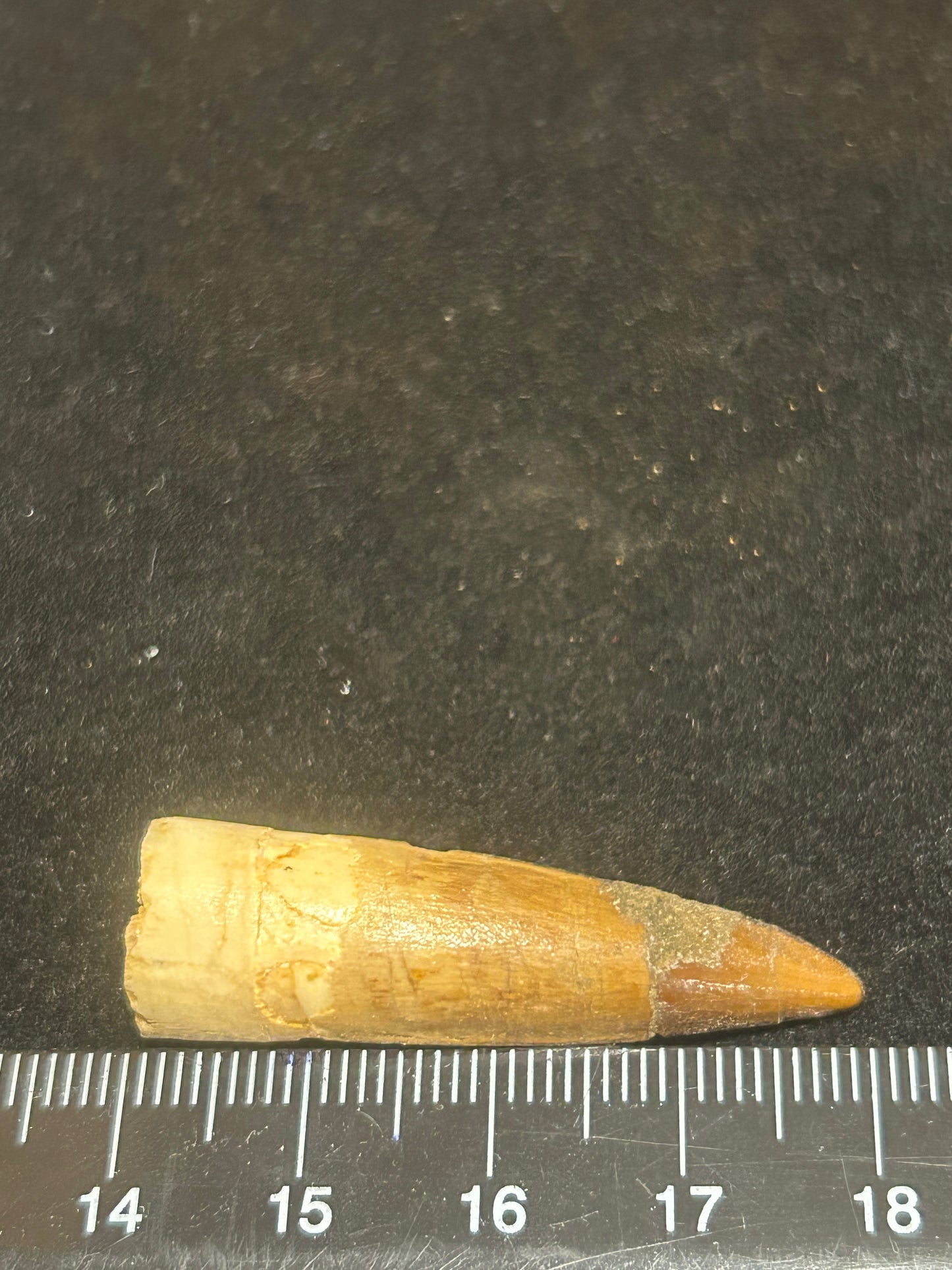 Spinosaurus Teeth