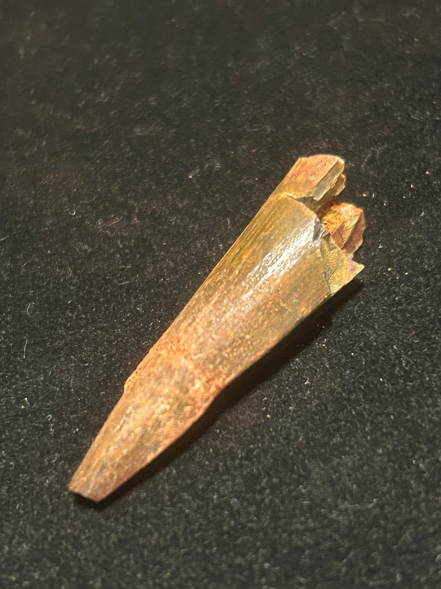 Spinosaurus Teeth