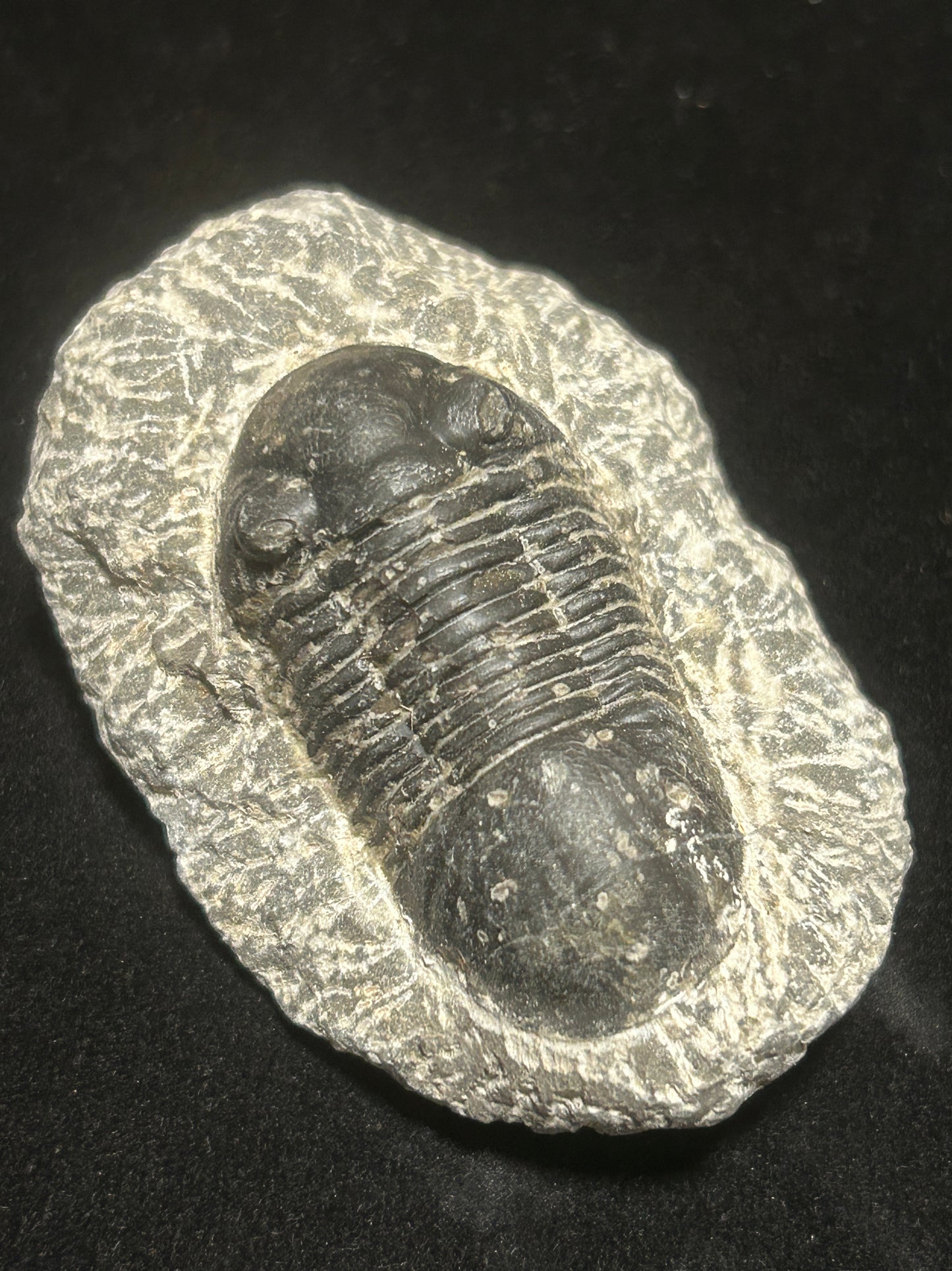 Proteus Trilobite Fabulous Markings