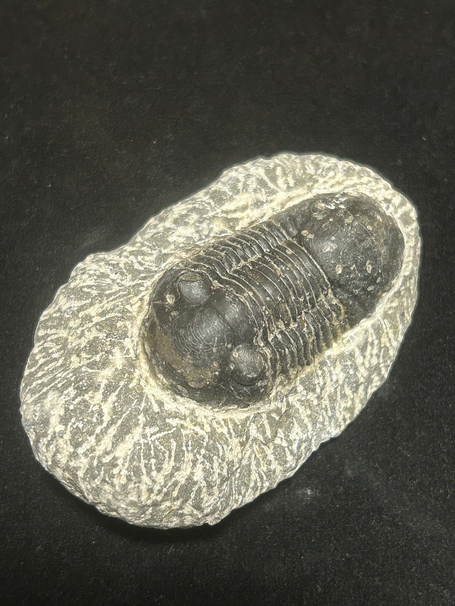 Proteus Trilobite Fabulous Markings