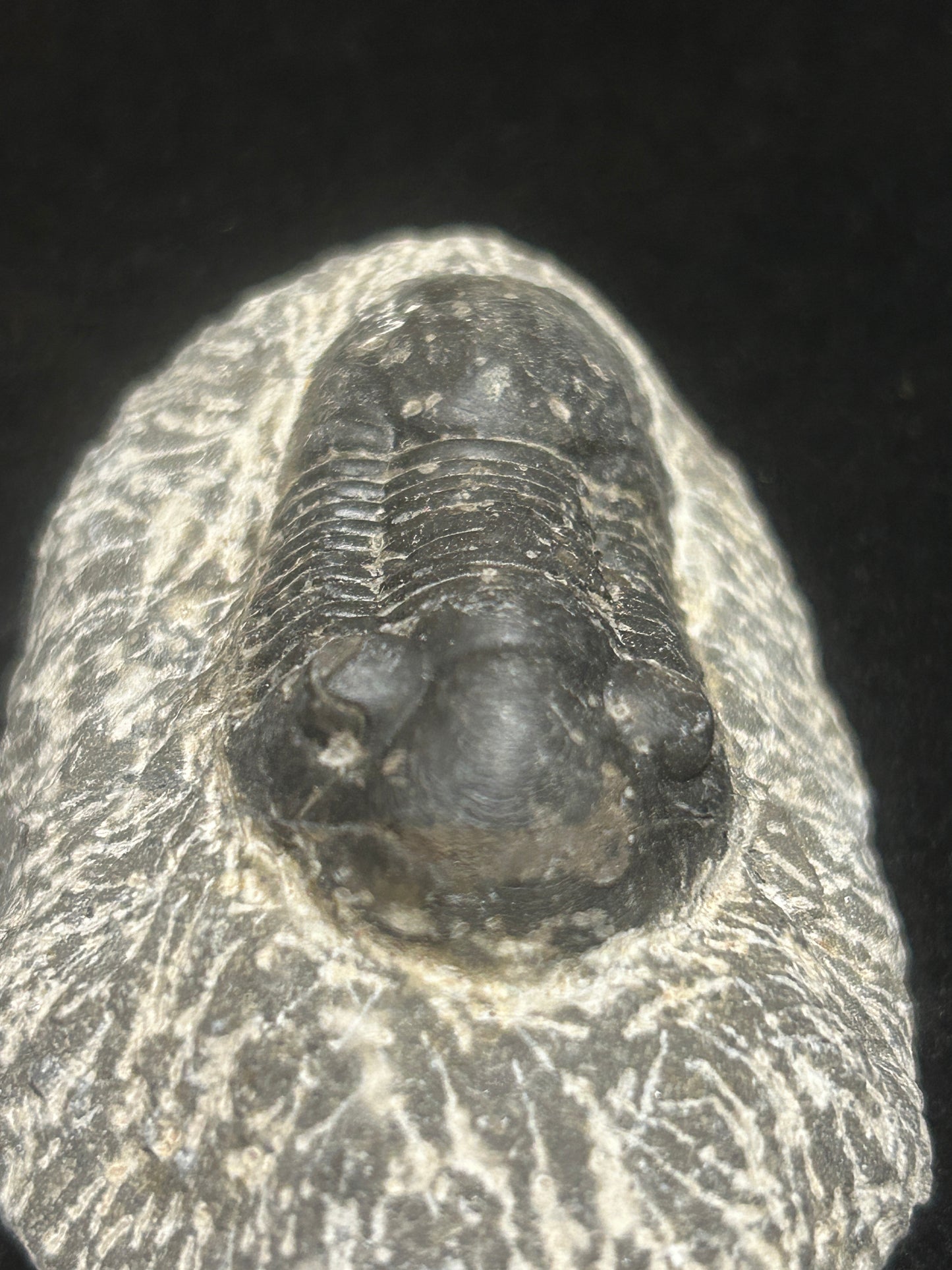 Proteus Trilobite Fabulous Markings