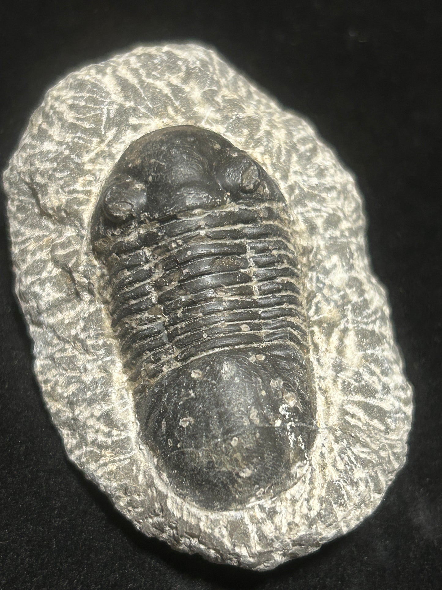 Proteus Trilobite Fabulous Markings