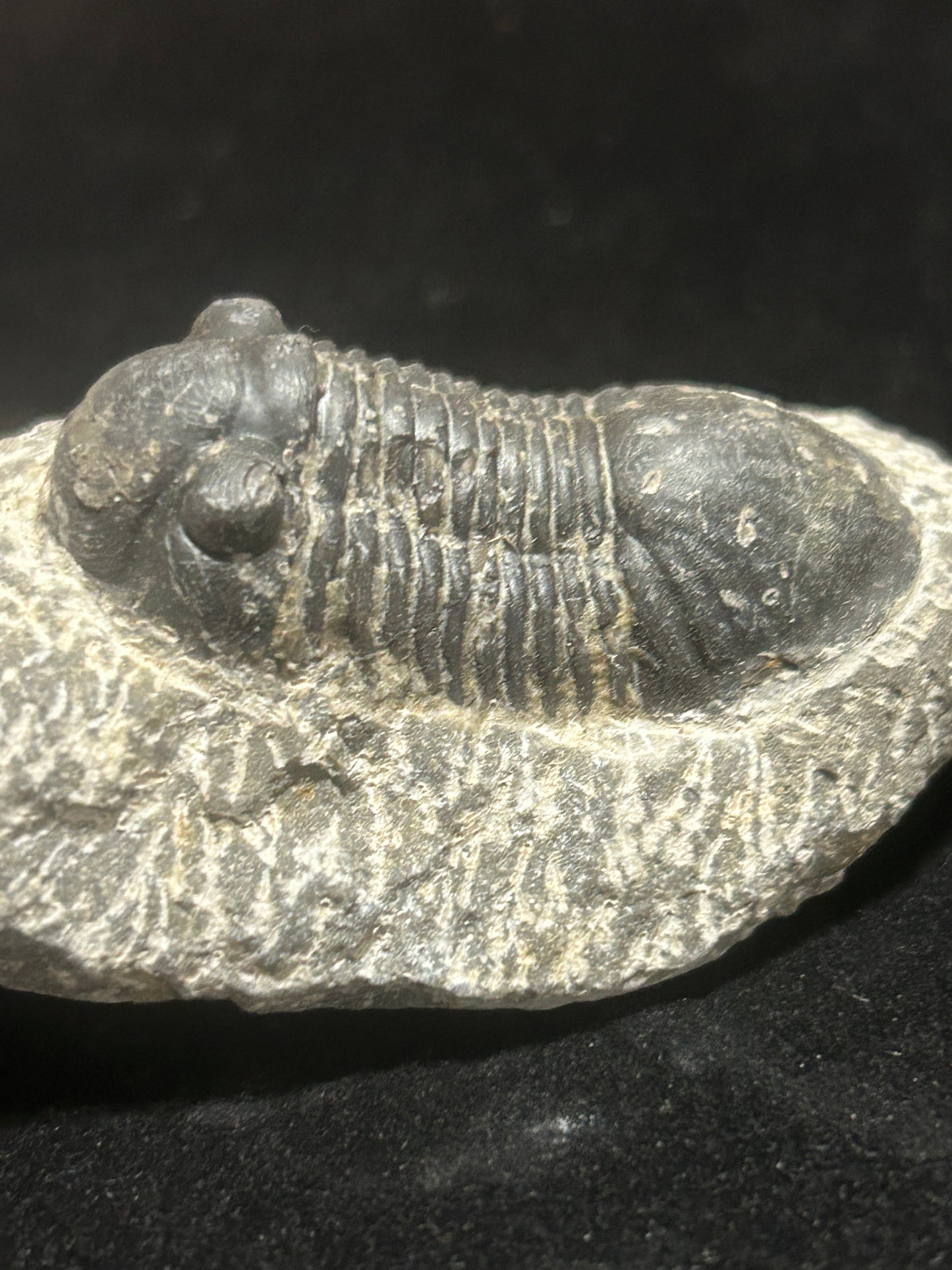 Proteus Trilobite Fabulous Markings