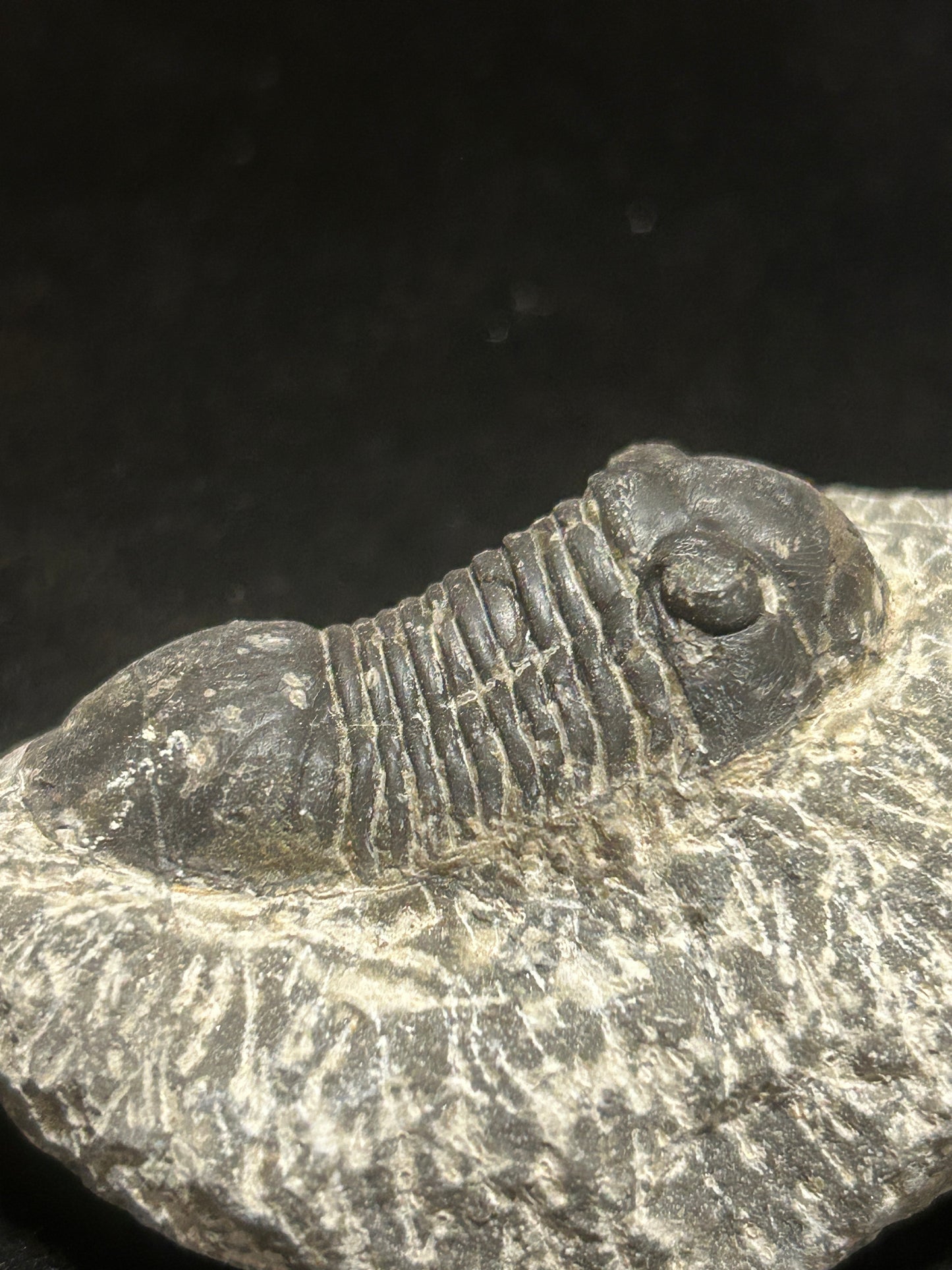 Proteus Trilobite Fabulous Markings