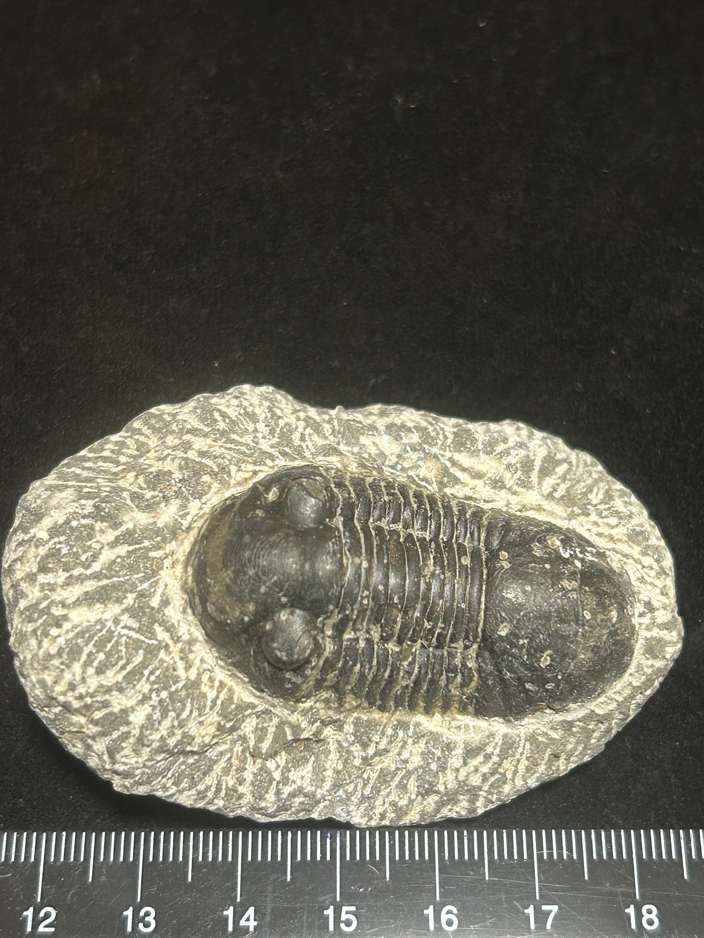Proteus Trilobite Fabulous Markings
