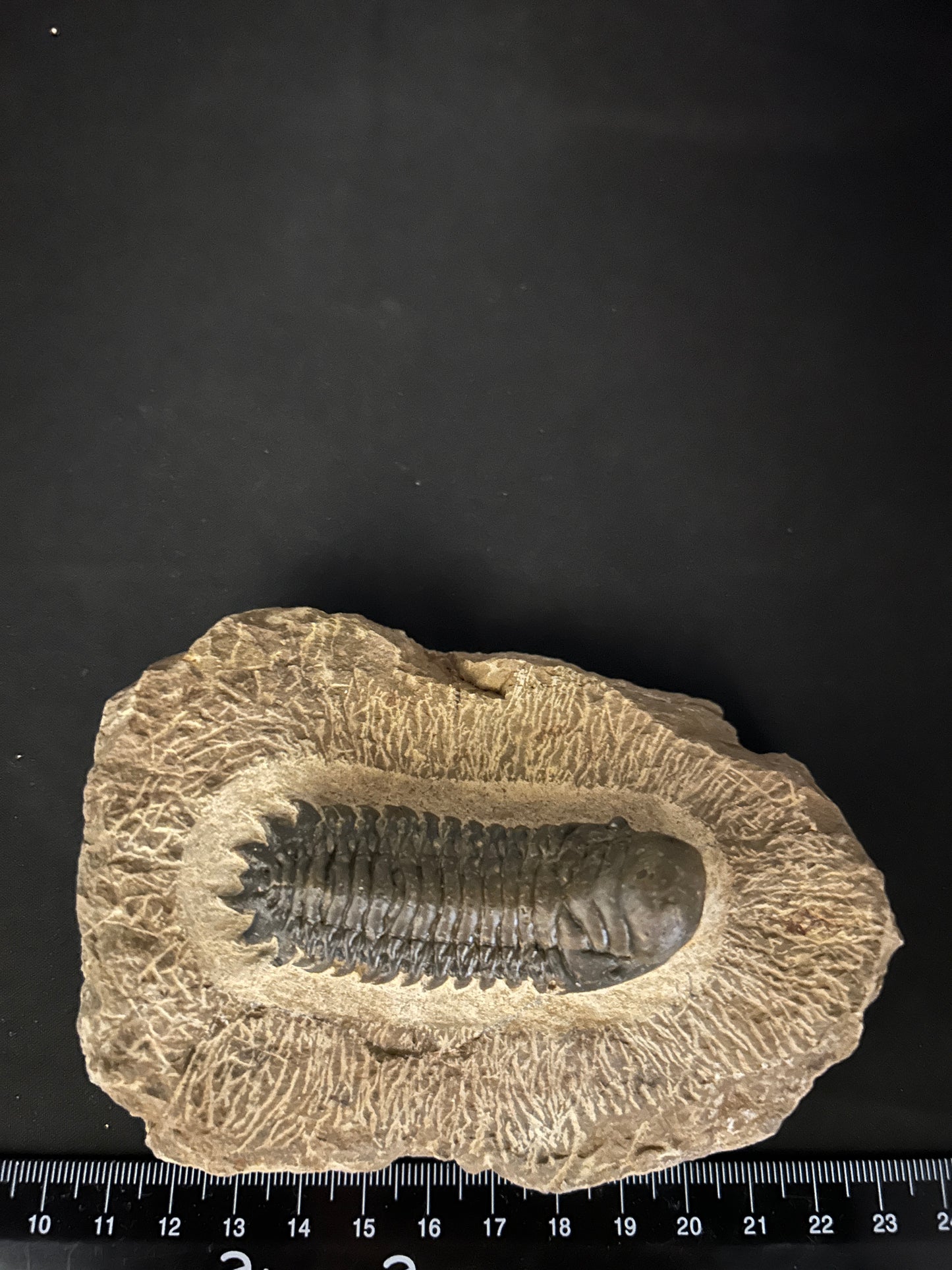 Crotalocephalus Trilobite in Matrix