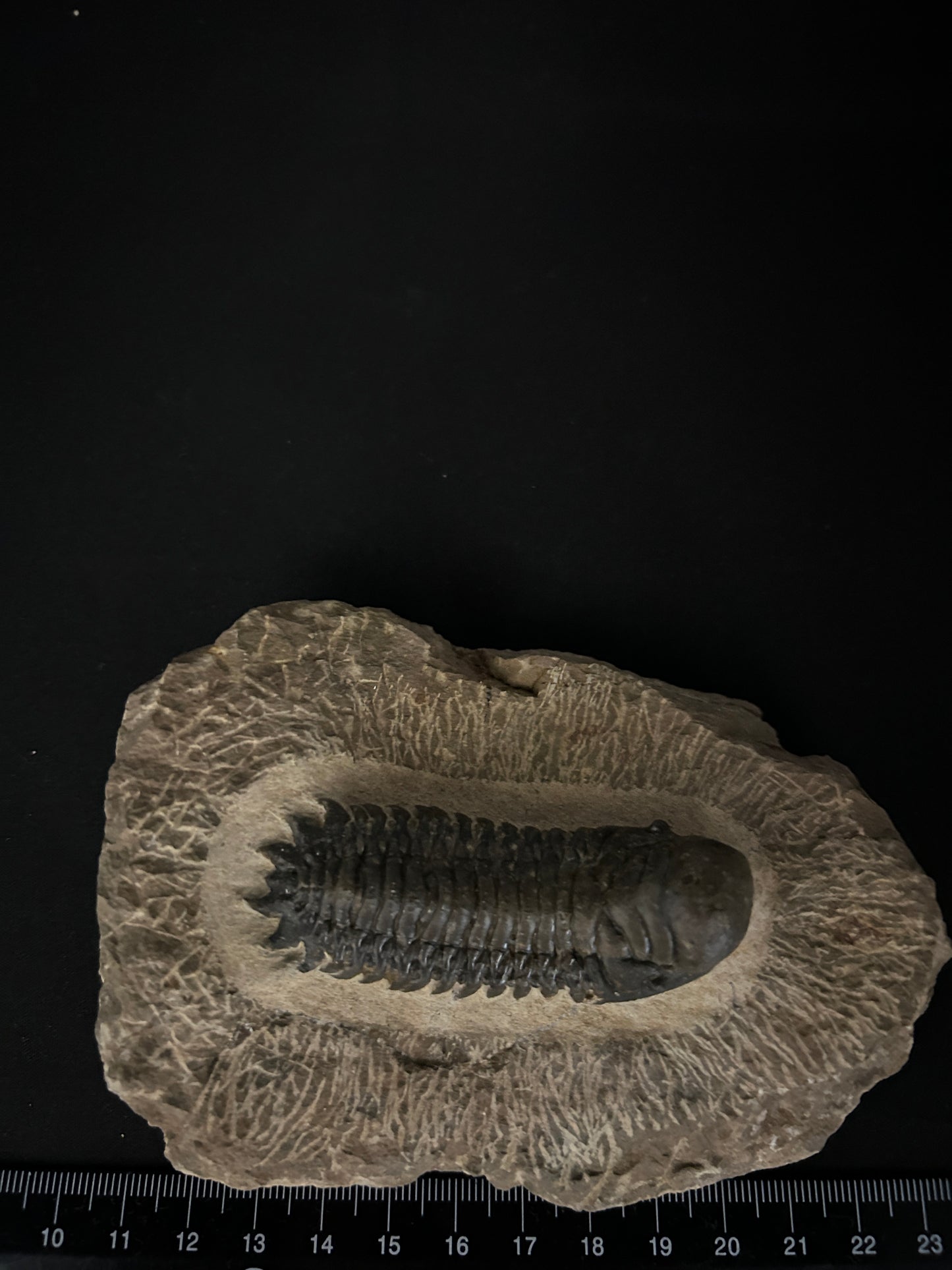 Crotalocephalus Trilobite in Matrix