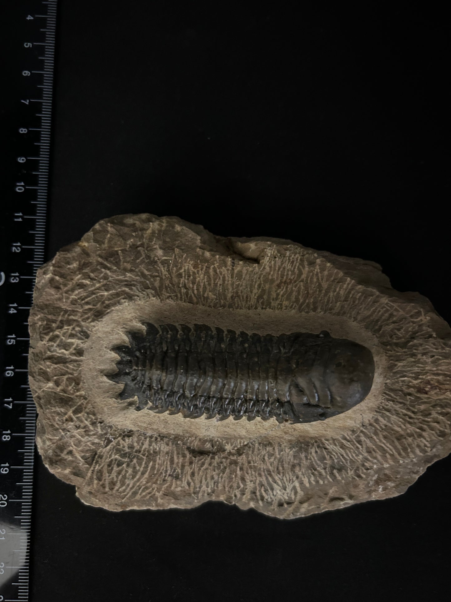 Crotalocephalus Trilobite in Matrix