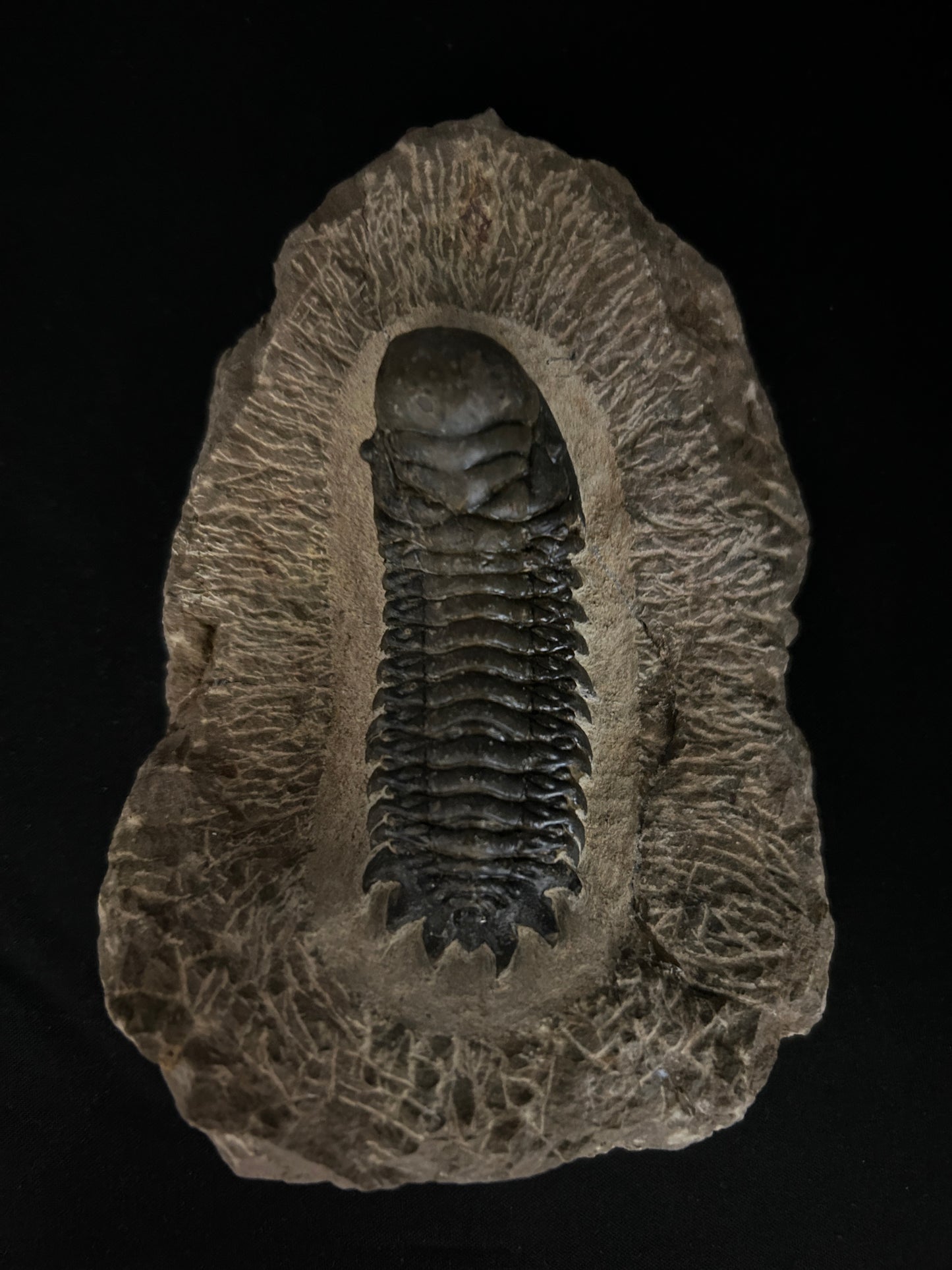 Crotalocephalus Trilobite in Matrix