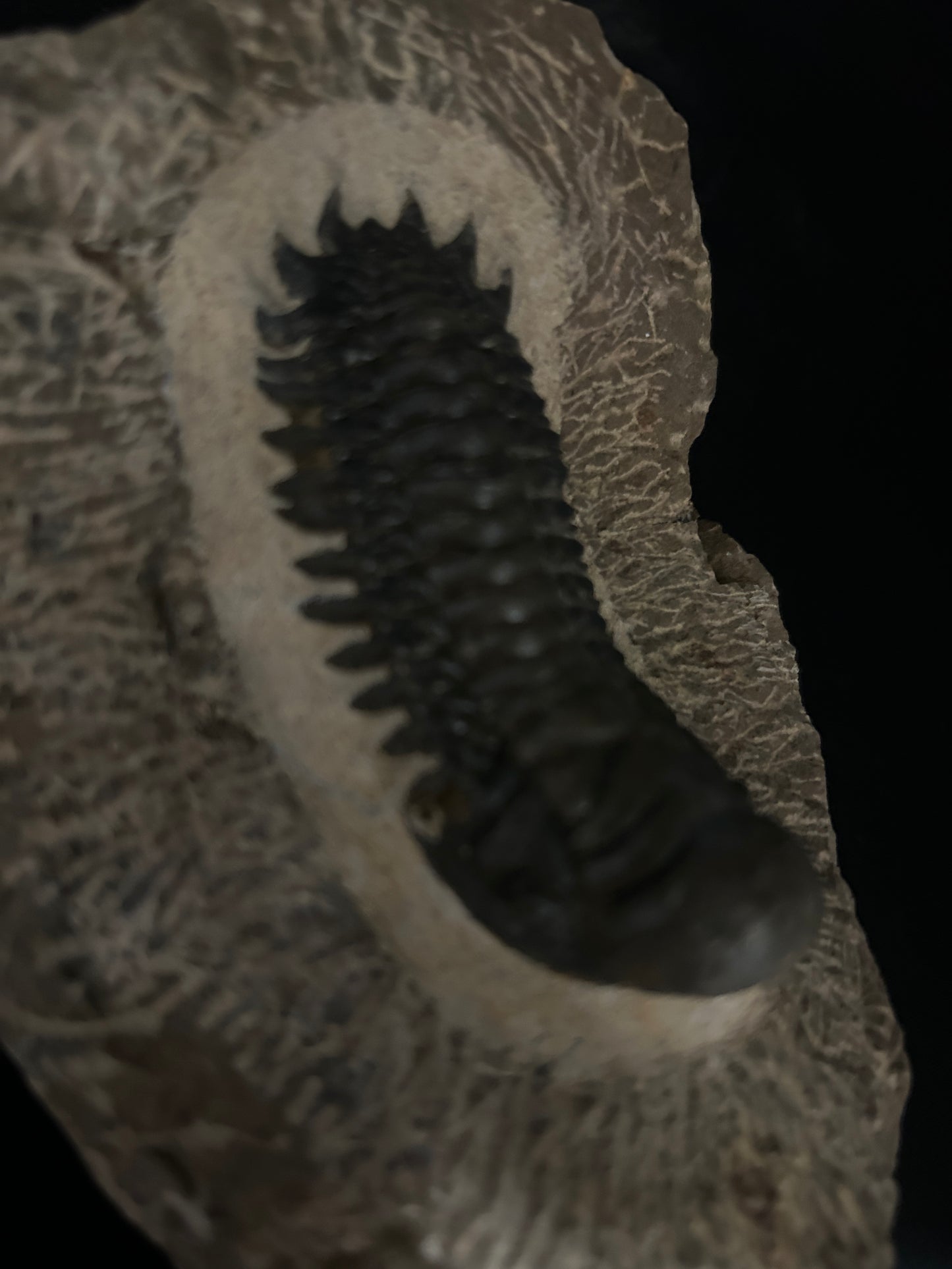 Crotalocephalus Trilobite in Matrix