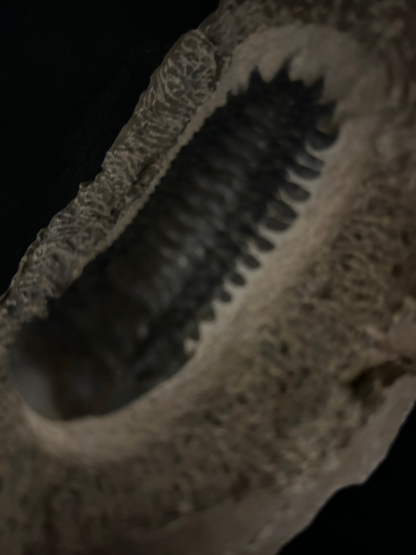 Crotalocephalus Trilobite in Matrix