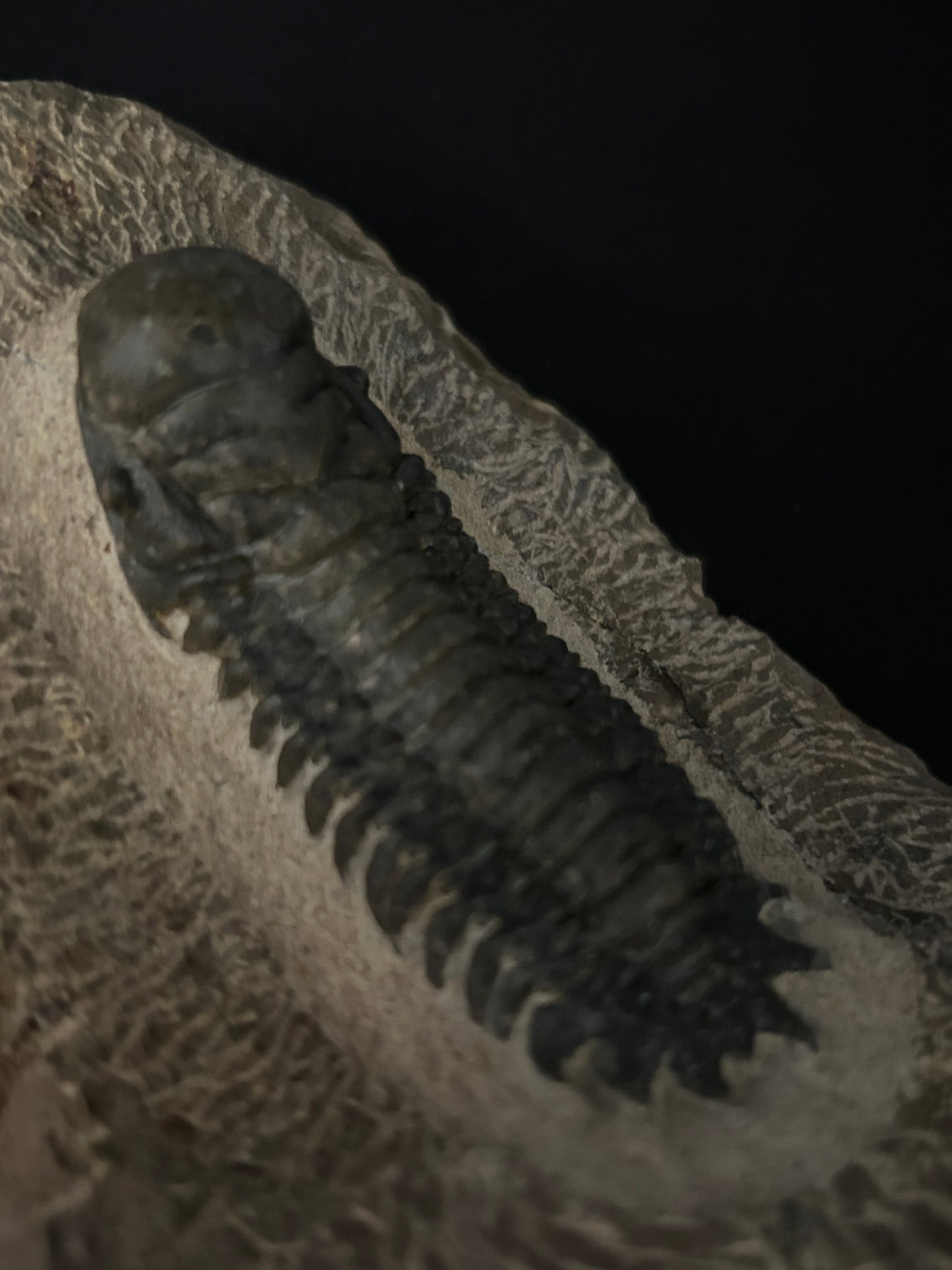Crotalocephalus Trilobite in Matrix