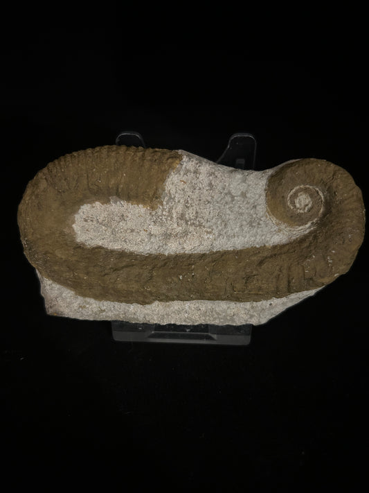 Heteromorph Ammonite