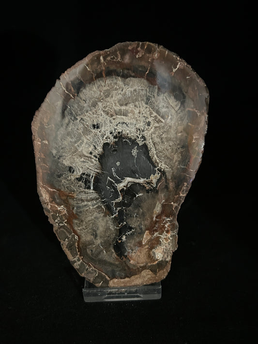 Agatised Fossil Wood
