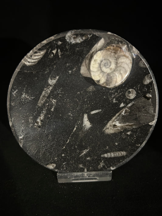 Fossil Orthoceras and Ammonite Dish
